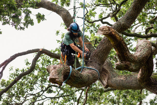 How Our Tree Care Process Works  in  El Paso, IL