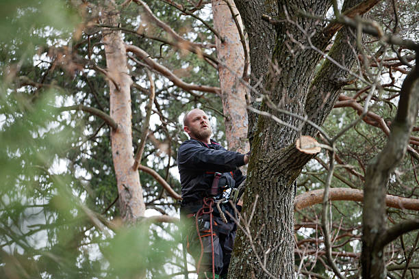 Trusted El Paso, IL Tree Care Experts